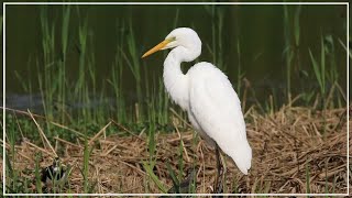 Have you seen Great Egret do this before  Ardea alba [upl. by Nosneh927]