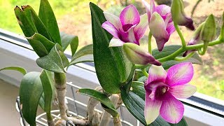 How to Grow Orchids Growing Orchids Orchid Care [upl. by Snah844]