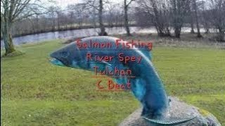 Spring Salmon fishing River Spey Tulchan C Beat [upl. by Ailesor]