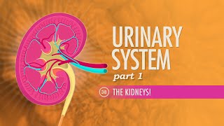 Urinary System Part 1 Crash Course Anatomy amp Physiology 38 [upl. by Aniv]