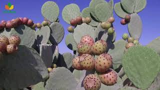 Cactus pear  the green gold [upl. by Carrillo]