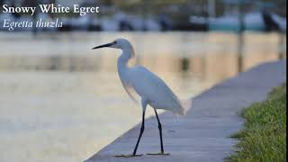 Snowy White Egret Call [upl. by Delanie361]