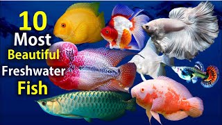 10 Most Beautiful Freshwater Fish for Aquarium [upl. by Llerret]