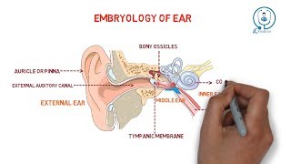 Embryology of ear  development [upl. by Naul]