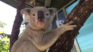 Koala mating call at Taronga [upl. by Babara82]