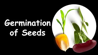 Germination with explanations [upl. by Noirod]