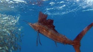 Sailfish Are Master Hunters  Planet Earth  BBC Earth [upl. by Akiwak490]