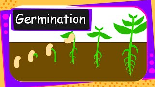 Science  Germination Of Seed  English [upl. by Oeramed517]