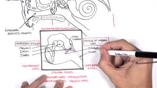 Anatomy  Ear Overview [upl. by Assi]