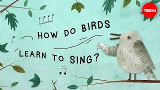 The surprising reason birds sing  Partha P Mitra [upl. by Tova603]