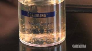 How to Care for Daphnia [upl. by Melamed874]