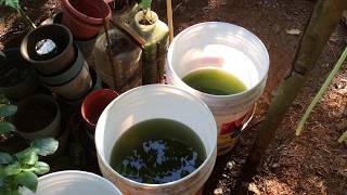 How to grow Green Water Algae [upl. by Einahteb959]