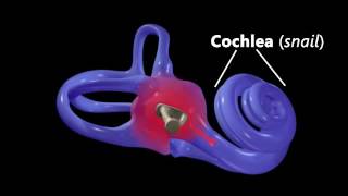 Hearing Ear Anatomy amp Auditory Transduction [upl. by Floss]