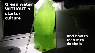 Green Water WITHOUT a Starter Culture  From Scratch  How To [upl. by Adieno]