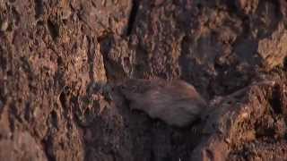 Natural Selection and the Rock Pocket Mouse — HHMI BioInteractive Video [upl. by Avad]