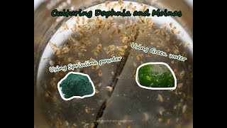 How To Culture Daphnia and Moinas using Green Water Spirulina powder [upl. by Ahsei218]