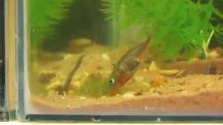 Uncovering the behaviour of the threespined stickleback  University of Leicester [upl. by Ardine148]