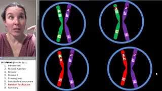 Meiosis 7 Random fertilization [upl. by Vally]