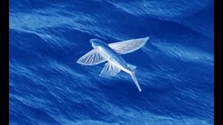 Facts The Flying Fish [upl. by Ettenwad]