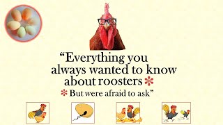 Roosters and breeding  your questions answered [upl. by Heilner]