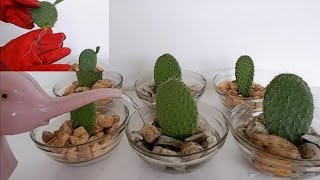 How to Propagate Cactus Leaf Cuttings in Water with Glass Bowl Opuntia Leucotricha Propagation [upl. by Nnayecats544]