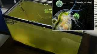 Raising Daphnia for the Freshwater Aquarium [upl. by Kilk158]