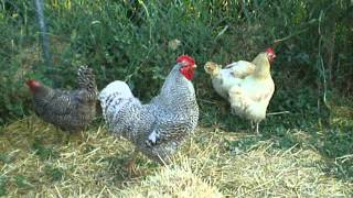 How to Keep a Rooster from being Aggressive [upl. by Lebana]