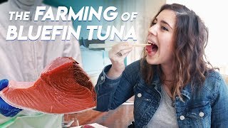 The Farming of Bluefin Tuna  Foodbeast Doc [upl. by Scarlett]