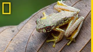 Capturing Endangered Frog’s Song  Short Film Showcase [upl. by Eniamrehs]