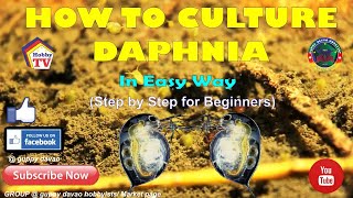 HOW TO CULTURE DAPHNIA In Easy Way [upl. by Adrell]