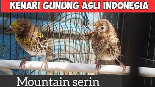 BURUNG KENARI GUNUNG GACOR  KENARI ASLI INDONESIA [upl. by Fulmis]