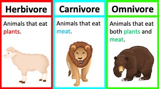 Herbivore Carnivore amp Omnivore  Types of animals  Whats the difference [upl. by Wiburg]