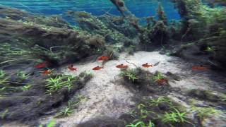 Serpae tetras in the wild [upl. by Stephenie]